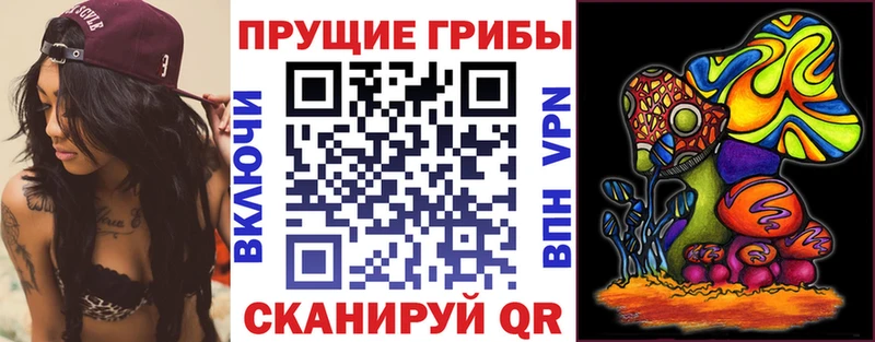 закладка  Слободской  Галлюциногенные грибы Psilocybine cubensis 